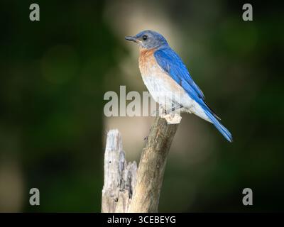 Primo piano di un uccello rosso orientale adulto in piedi su un ramo di albero morto e rivolto a sinistra. Fotografato con una profondità di campo bassa nel Maine durante il Foto Stock