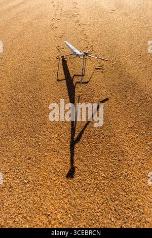 Lunga ombra della specie di mantide preghiere (Mantidae) nelle dune di sabbia del Parco nazionale Namib-Naukluft, Namibia, Africa Foto Stock