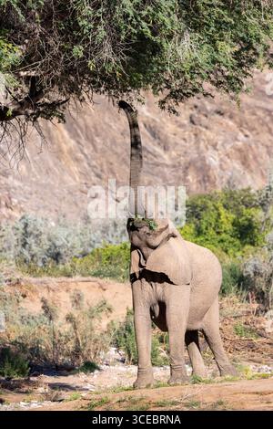 Elefante africano (adattato al deserto) che raggiunge con il tronco per nutrirsi in alto sugli alberi - Hoanib River Valley, Namibia, Africa Foto Stock