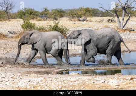 Elefante africano (Loxodonta Africana) presso la sorgente - Ongava Private Game Reserve, Namibia, Africa Foto Stock