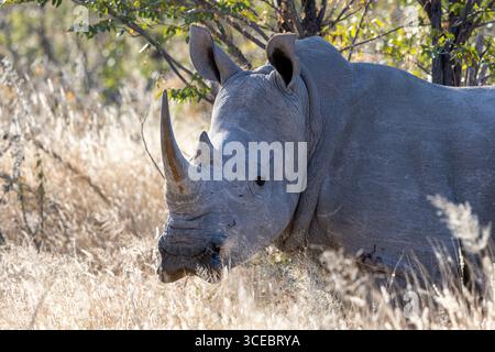 Rinoceronte bianco meridionale o rinoceronte bianco meridionale (Ceratotherium simum) - Namibia, Africa Foto Stock