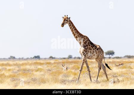 Giraffa angolana (Giraffa camelopardalis angolensis) nel Parco nazionale di Etosha - Namibia, Africa Foto Stock
