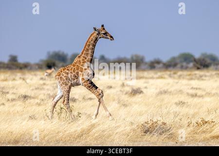 Giovane giraffa angolana (Giraffa camelopardalis angolensis) nel Parco Nazionale di Etosha - Namibia, Africa Foto Stock