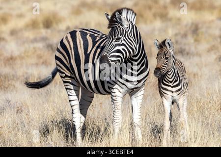 Zebra di Burchell (Equus quagga burchellii) nel Parco Nazionale di Etosha - Namibia, Africa Foto Stock