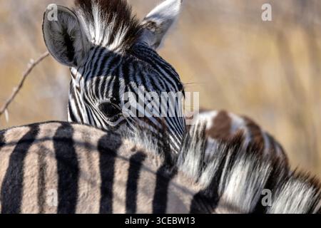 Zebra di Burchell (Equus quagga burchellii) puledro che sbircia dietro madre nel Parco Nazionale di Etosha - Namibia, Africa Foto Stock
