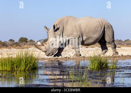 Rinoceronte bianco meridionale o rinoceronte bianco meridionale (Ceratotherium simum simum) - confine orientale del Parco nazionale di Etosha, Namibia, Africa Foto Stock