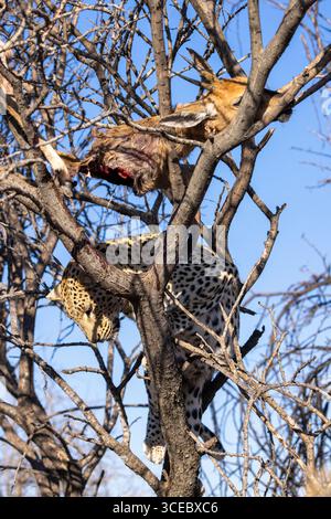 Leopardo (Panthera pardus) con uccisione (probabilmente Duiker) nell'albero - riserva naturale di Okonjima, Namibia, Africa Foto Stock