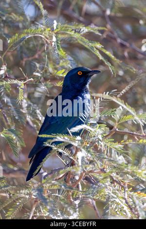Capo starling (Lamprotornis nitens) - Solitario, regione di Khomas, Namibia, Africa Foto Stock