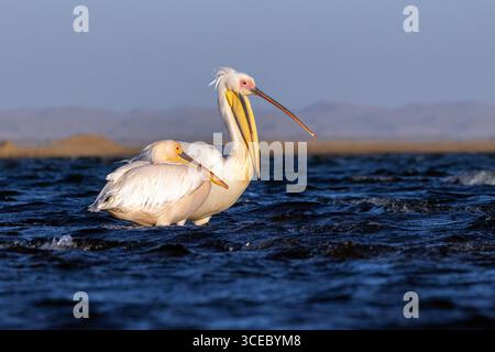 Grande pellicano bianco (Pelecanus onocrotalus) con il becco aperto - Walvis Bay, Namibia, Africa Foto Stock