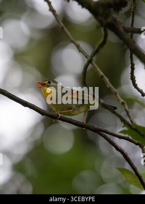 primo piano di una simpatica e colorata brid, una piccola leiothrix dal becco rosso Foto Stock