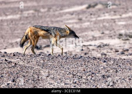 Sciacallo nero (Lupulella mesomelas) - Parco Nazionale della Costa di Skeleton, Namibia, Africa Foto Stock