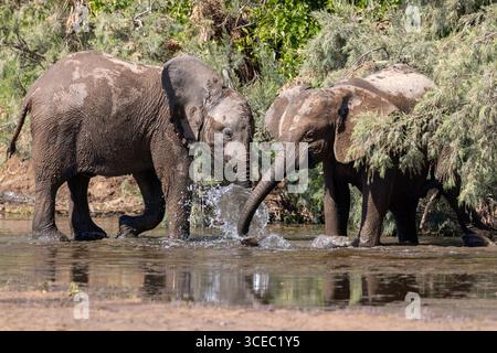 Giovani elefanti africani (adattati al deserto) che giocano nel fango - Hoanib River Valley, Namibia, Africa Foto Stock