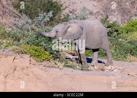 Giovane elefante africano (adattato nel deserto) - Valle del fiume Hoanib, Namibia, Africa Foto Stock