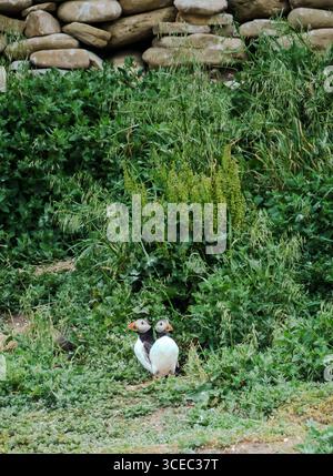 Faro di St Mary sulla sua isola di marea vicino a Whitley Bay, in Inghilterra, con costa rocciosa e fauna costiera lungo il Mare del Nord. Foto Stock