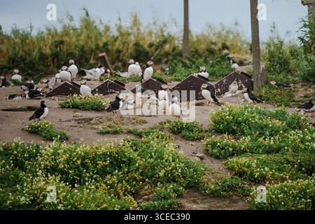 Faro di St Mary sulla sua isola di marea vicino a Whitley Bay, in Inghilterra, con costa rocciosa e fauna costiera lungo il Mare del Nord. Foto Stock