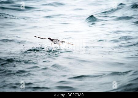 Faro di St Mary sulla sua isola di marea vicino a Whitley Bay, in Inghilterra, con costa rocciosa e fauna costiera lungo il Mare del Nord. Foto Stock