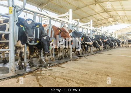 Concetto agricolo, le mucche da diario che mangiano un fieno in un moderno stallino o in un capannone per la distribuzione di latte, animale e concetto alimentare Foto Stock