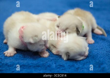Gattini ragdoll neonato di 1 settimana che dormono con gli occhi chiusi sulla coperta, gatto domestico Foto Stock