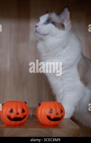 Simpatico gatto Ragdoll con zucca, decorazione di Halloween Foto Stock