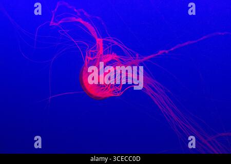 bellissime meduse rosa nuotano nell'acquario in acque blu Foto Stock