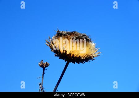 Cynara Cardunculus "Cardoon" (Globe Artichoke) Seedhead coltivò i confini a RHS Garden Bridgewater, Worsley, Greater Manchester, Regno Unito Foto Stock