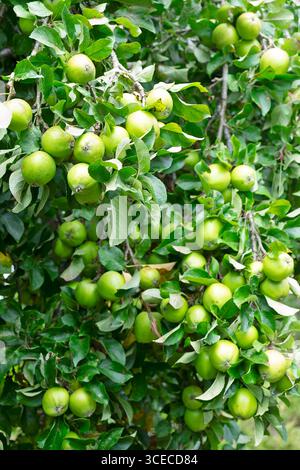 Vista verticale del ramo di melo di Bramley, che cucina pesantemente carico di mele verdi che maturano nella bella estate calda agosto 2025 Galles Regno Unito KATHY DEWITT Foto Stock