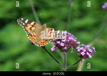 Dipinto Lady Butterfly ( Vanessa cardui ) su una pianta di verbena nel giardino in Scozia Regno Unito nell'agosto 2025 Foto Stock