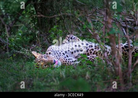 Giovane leopardo asiatico conosciuto come Panthera Pardus Kotiya, Yala National Park, Sri Lanka Foto Stock