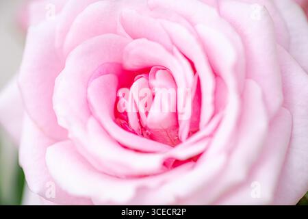 Una vista ravvicinata di una rosa delicata mostra i suoi intricati petali in piena fioritura. L'immagine cattura la bellezza naturale e l'eleganza della flora in K. Foto Stock