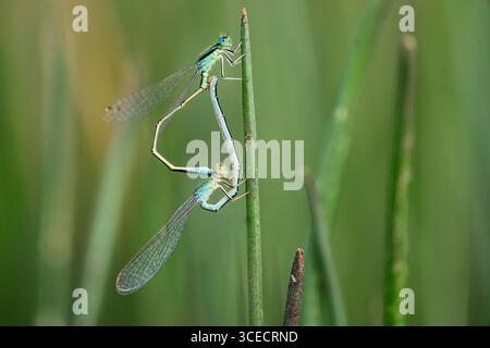 Due libellule vengono catturate in un momento di accoppiamento su una canna verde, adagiata sullo sfondo lussureggiante delle zone umide di puebla de belena, Guadalajara, SP Foto Stock