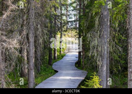 Pista ciclabile in legno nella foresta Foto Stock