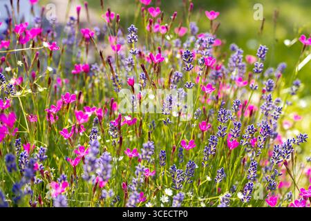 Un vivace campo di lavanda viola e vivaci fiori selvatici rosa in piena fioritura, creando una scena colorata e profumata. I petali illuminati dal sole danzano dolcemente in un sol colpo Foto Stock