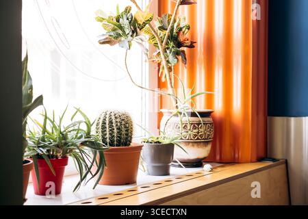 Un intimo interno messicano con una vivace esposizione di piante in vaso su un davanzale. Con cactus e aloe in pentole colorate, completate da caldi o. Foto Stock