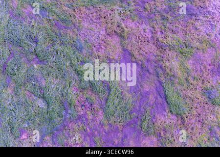 Una vista ravvicinata di una superficie testurizzata mostra motivi organici in vivaci tonalità verde e viola. I dettagli intricati creano un'atmosfera ricca e visivamente coordinata Foto Stock