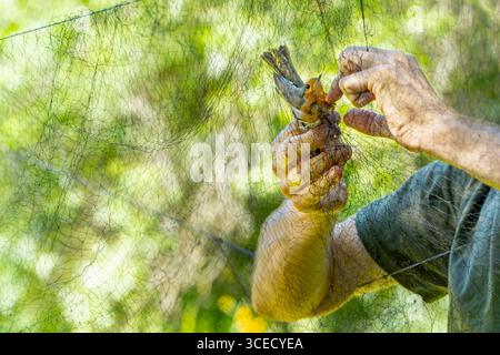 Le mani di biologo irriconoscibili e tagliate salvano con cura un robin intrappolato in una rete nebulizzata in una stazione che suona uccelli. Questo processo è di ausilio nella risoluzione ecologica Foto Stock