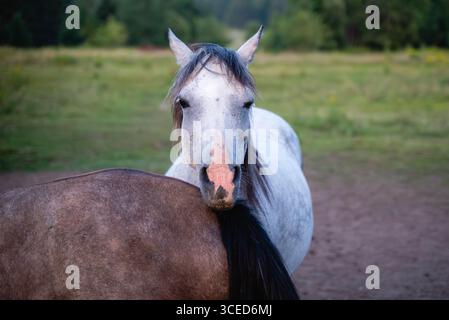 Cavallo bianco che riposa la testa sul dorso di un cavallo bruno nel pascolo di campagna. Simbolo di tenerezza, amore, amicizia e connessione animale. Foto Stock