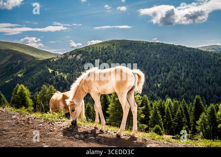 Cavalli Haflingers che vagano liberi sulle Alpi vicino a Merano in alto Adige, Italia Foto Stock