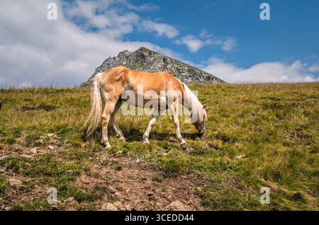 Cavalli Haflingers che vagano liberi sulle Alpi vicino a Merano in alto Adige, Italia Foto Stock