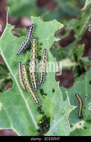 Diversi caterpillari della grande farfalla bianca (Pieris brassicae) su piante di cavolo. Questi sono considerati un parassita da giardino in quanto mangiano brassicas. Foto Stock