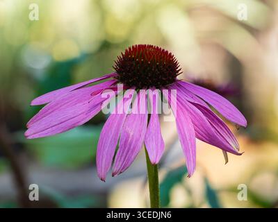 Fioritura viola del robusto fiore di cono estivo perenne, Echinacea purpurea "Bressingham Hybrid" Foto Stock