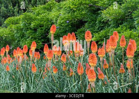 Red Hot Pokers (Kniphofia) con fiori verticali di arancio brillante, piante perenni in fiore nella famiglia delle Asphodelaceae durante l'estate, Regno Unito Foto Stock