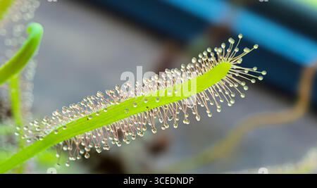 Foto macro di una foglia di Drosera (Sundew) con peli ghiandolari ricoperti da goccioline appiccicose. Una pianta carnivora adattata per intrappolare gli insetti, mostrando il suo uniqu Foto Stock