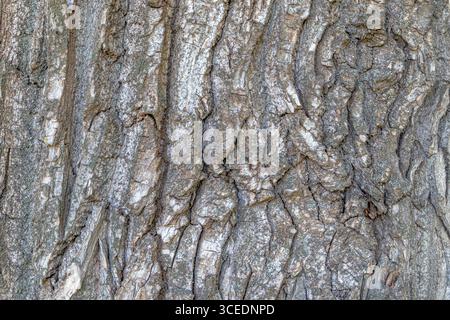 Primo piano del tronco del pioppo. Consistenza della corteccia degli alberi. Foto Stock