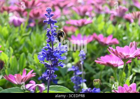 Un bumblebee raccoglie il nettare da una vivace fioritura di lavanda in un giardino illuminato dal sole, circondato da margherite rosa e lussureggiante vegetazione verde in pieno colore primaverile. Foto Stock