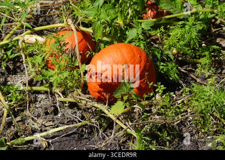 Frutti di arancia della zucca, zucca, cucurbita maxima duchesne in un giardino olandese. Famiglia Cucurbitaceae Foto Stock