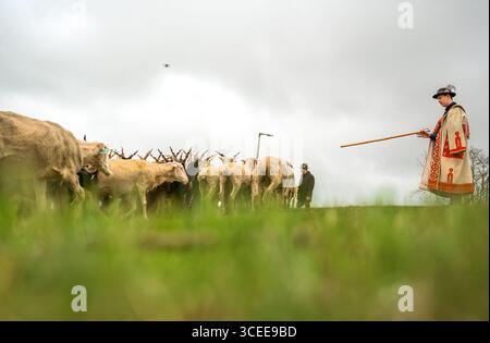 HORTOBAGY, UNGHERIA 23 APRILE 2022 Un pastore in costume tradizionale conduce un gregge di pecore attraverso un lussureggiante campo verde durante il giorno di San Giorgio Foto Stock