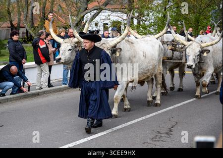 Hortobágy, Ungheria 23 aprile 2022 Un pastore in abbigliamento tradizionale conduce una mandria di maestosi bovini grigi con lunghe corna durante la vibrante Szent Gyö Foto Stock