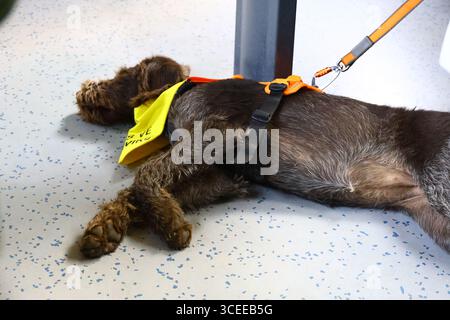 Cane di assistenza sdraiato su un pavimento in uno spazio pubblico coperto, con indosso un gilet giallo e attaccato a un guinzaglio arancione. Foto Stock