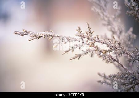Cedar Branch in inverno Foto Stock