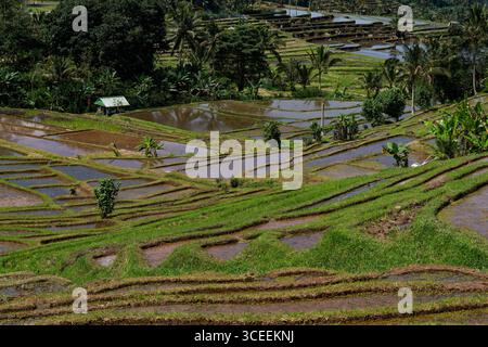 Campo di riso Jatiluwih a Bali, Indonesia Foto Stock